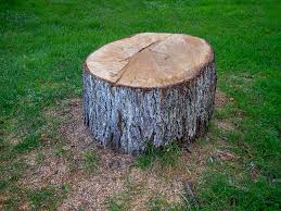 Lower Lake, CA Tree Services Company