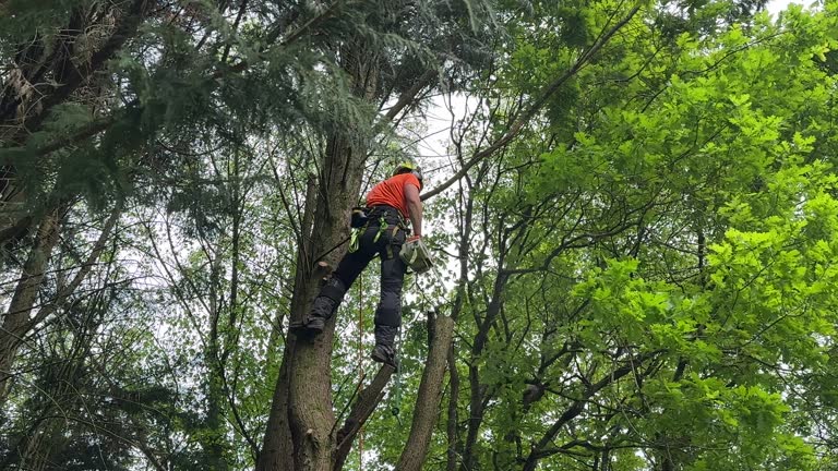 How Our Tree Care Process Works  in  Lower Lake, CA